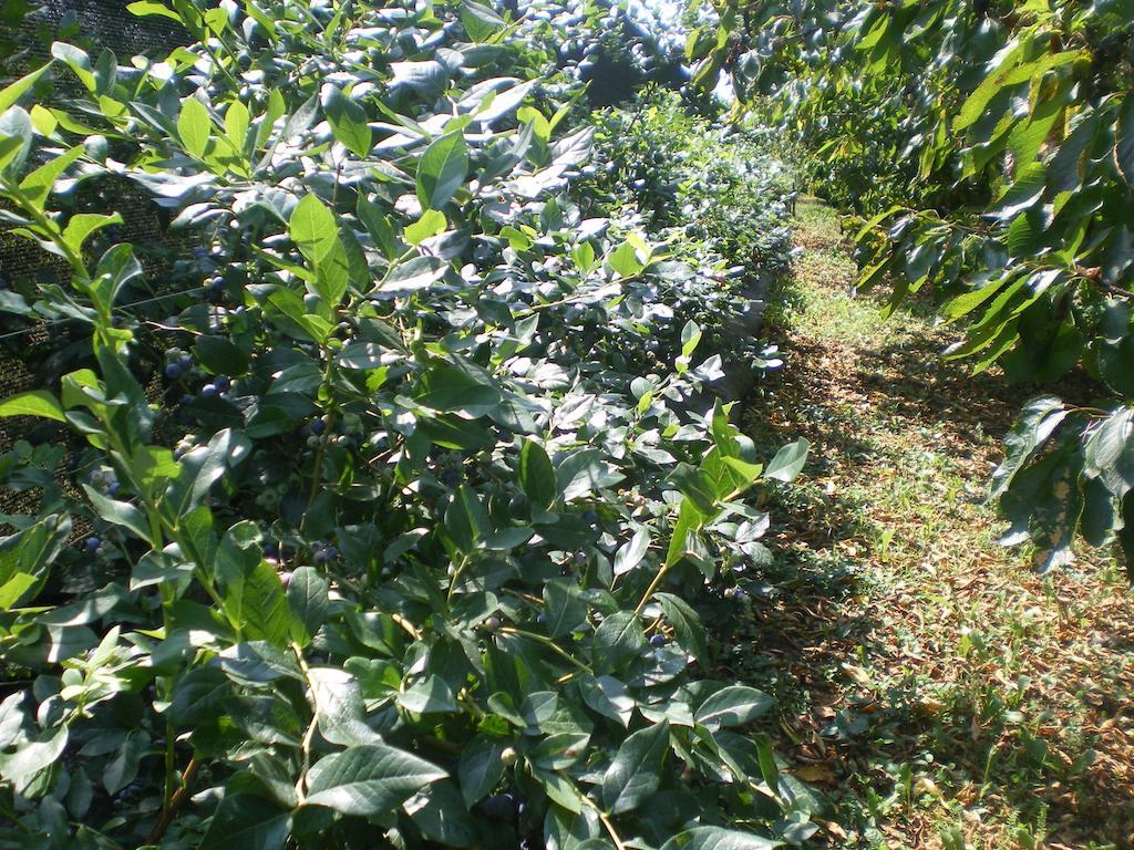 Tenuta Fortelongo Fara Vicentino المظهر الخارجي الصورة