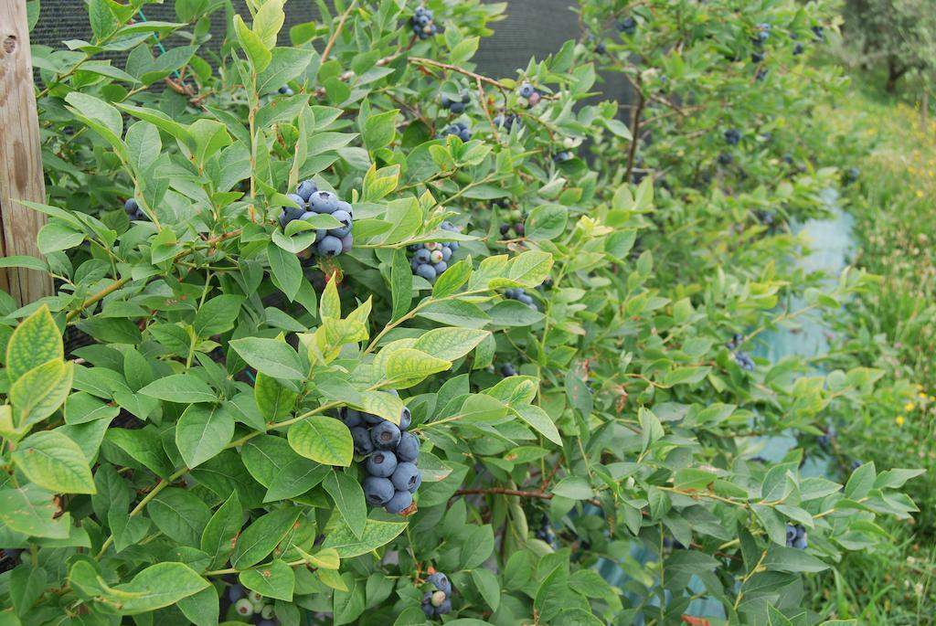 Tenuta Fortelongo Fara Vicentino المظهر الخارجي الصورة