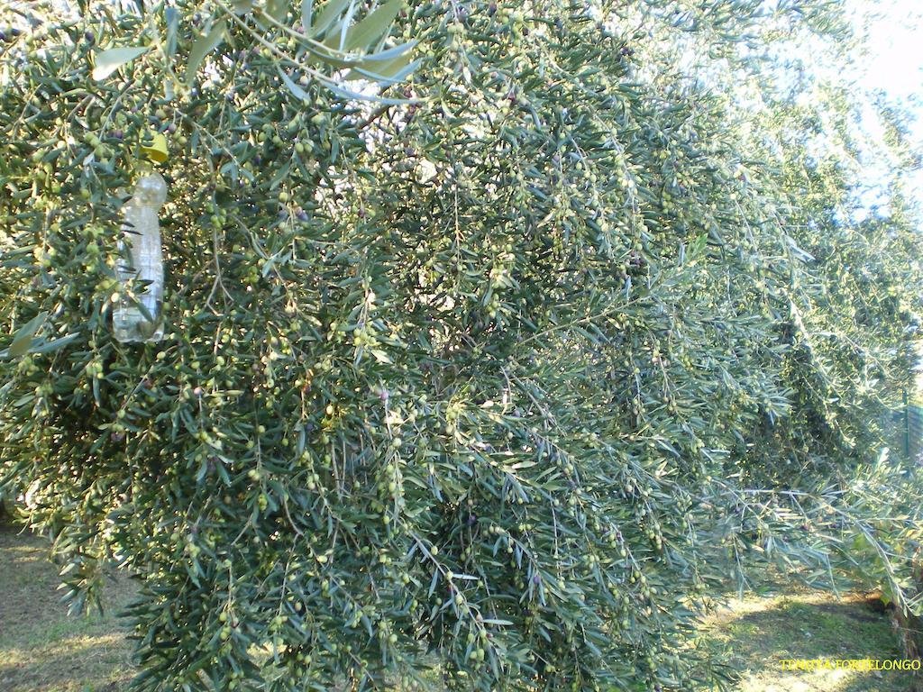 Tenuta Fortelongo Fara Vicentino المظهر الخارجي الصورة