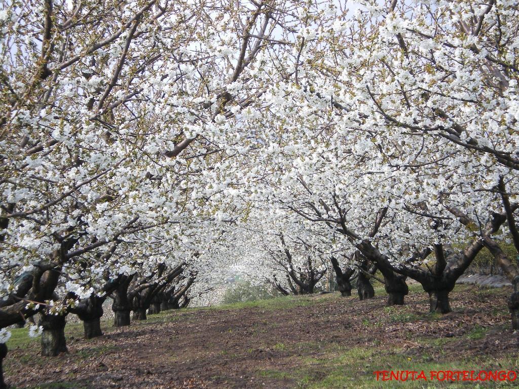 Fara Vicentino Tenuta Fortelongo المظهر الخارجي الصورة