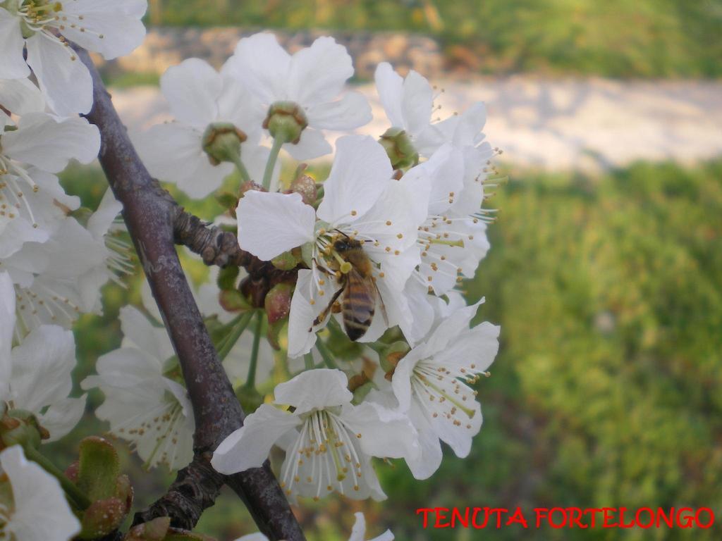 Tenuta Fortelongo Fara Vicentino المظهر الخارجي الصورة