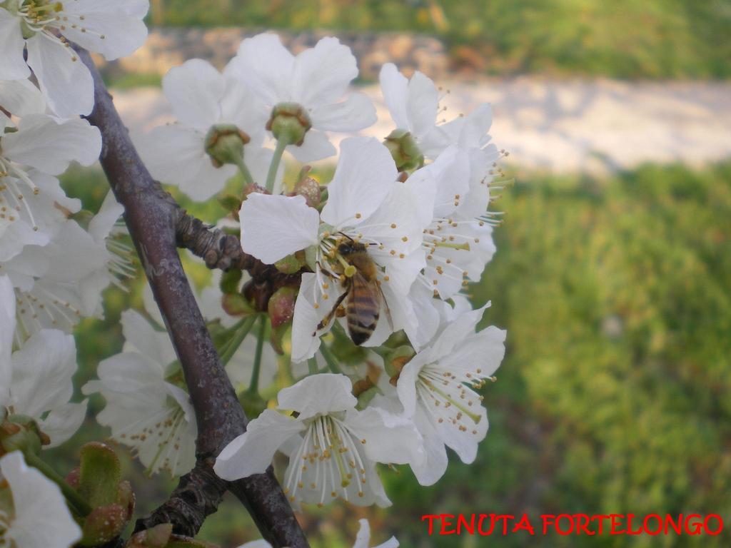 Fara Vicentino Tenuta Fortelongo المظهر الخارجي الصورة