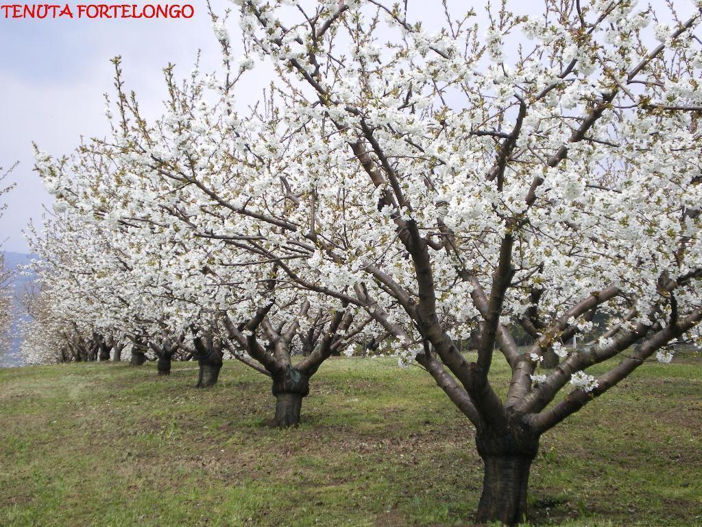 Fara Vicentino Tenuta Fortelongo المظهر الخارجي الصورة