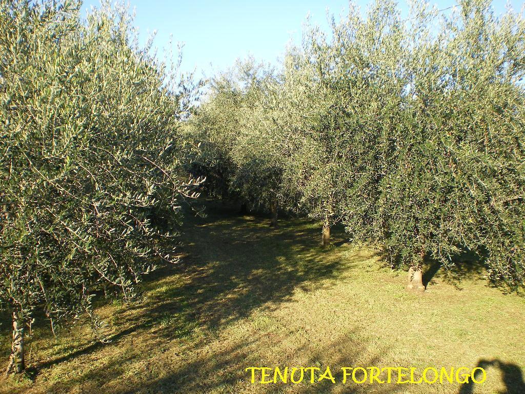 Tenuta Fortelongo Fara Vicentino المظهر الخارجي الصورة