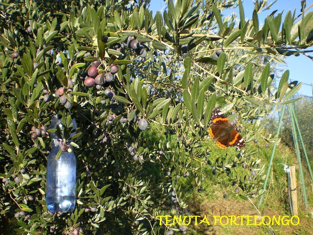 Fara Vicentino Tenuta Fortelongo المظهر الخارجي الصورة