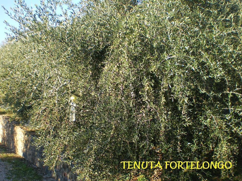 Tenuta Fortelongo Fara Vicentino المظهر الخارجي الصورة