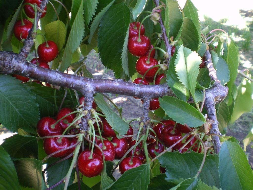 Tenuta Fortelongo Fara Vicentino المظهر الخارجي الصورة