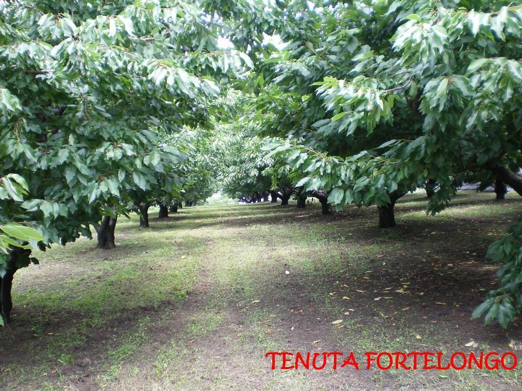 Fara Vicentino Tenuta Fortelongo المظهر الخارجي الصورة